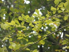 Fagus sylvatica