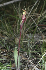 Caladenia actensis