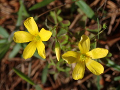 Oxalis texana