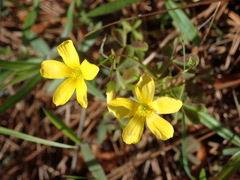 Oxalis texana