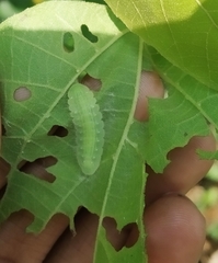 Mahathala ameria
