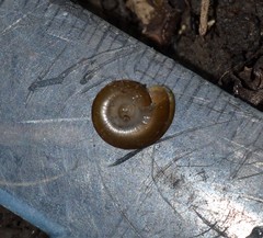 Aegopinella nitidula