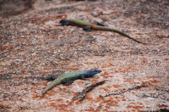 Platysaurus intermedius