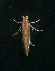 Cremastobombycia solidaginis