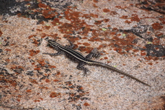 Platysaurus intermedius