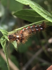 Acronicta rumicis