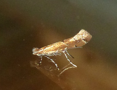 Cremastobombycia solidaginis