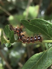 Acronicta rumicis