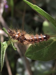 Acronicta rumicis