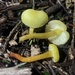 Hygrocybe parvula - Photo no hay derechos reservados, subido por Bethany Teigen