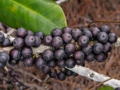 Myrsine cubana