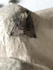 Abrostola tripartita
