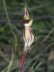 Caladenia actensis