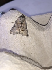 Abrostola tripartita