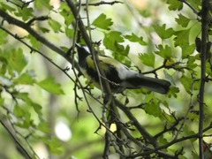 Parus major