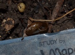 Aegopinella nitidula