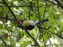 Parus major