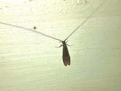 Triplectidinae