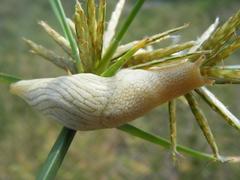 Elisolimax flavescens