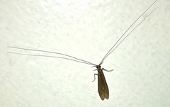 Triplectidinae