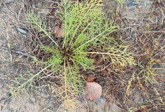 Tripleurospermum hookeri