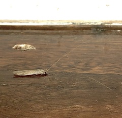 Triplectidinae