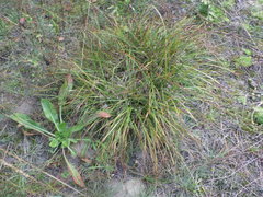 Carex ericetorum