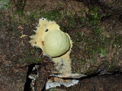Fuligo luteonitens