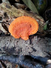 Pycnoporus sanguineus image