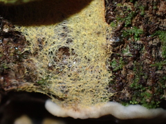 Fuligo luteonitens