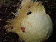 Fuligo luteonitens