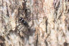 Tharpyna campestrata