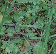 Alchemilla microcarpa