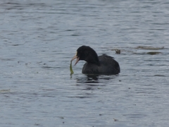 Fulica atra