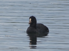 Fulica atra
