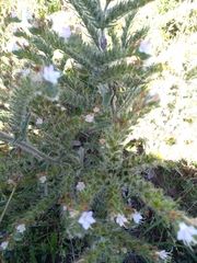 Echium italicum