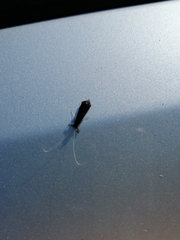 Mystacides azureus