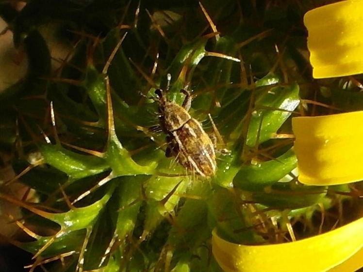 Snakethistle Weevils