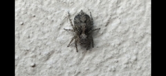 Saitis variegatus