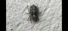 Saitis variegatus