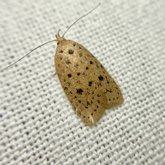 Garrha atripunctatella