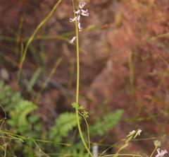 Cysticapnos cracca