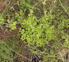 Cysticapnos cracca