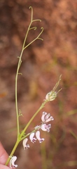 Cysticapnos cracca