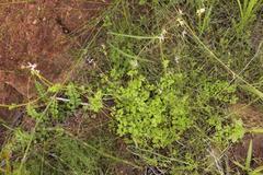 Cysticapnos cracca