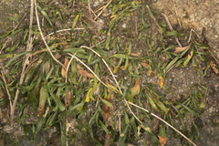 Grammitis stenophylla