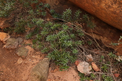 Podocarpus elongatus