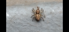 Saitis variegatus