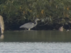 Ardea cinerea