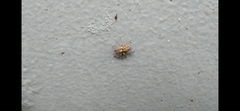 Saitis variegatus